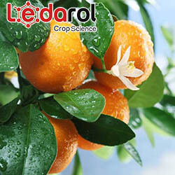 Chelating fertilizers in Ledarol CropScience for citrus agriculture adding a percentage of chelates iron with magnesium copper and zinc