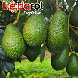 Chelates iron magnesium copper zinc Fertilizers for agriculture Ledarol CropScience avocado