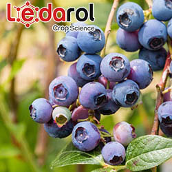 Chelates iron maganeso Fertilizers in agriculture by Ledarol CropScience in Cranberries