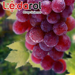 balance of fertilizers with chelates maganeso iron zinc metal complexes in agriculture by Ledarol CropScience for grapes